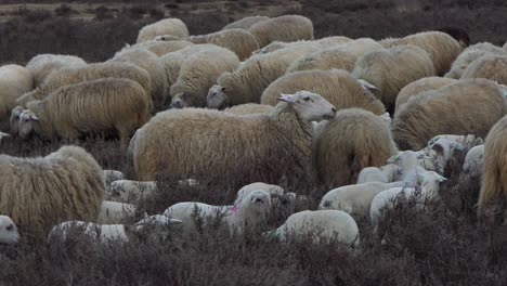Schafe-Mit-Lämmern-Auf-Der-Heide,-Nahaufnahme,-Zeitlupe-60fps
