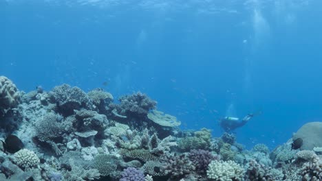 Ein-Taucher-Schwimmt-Mühelos-An-Einem-Korallenriff-Voller-Bunter,-Weicher-Schwämme-Und-Hartkorallen-Mit-Herumschwimmenden-Fischschwärmen-Entlang