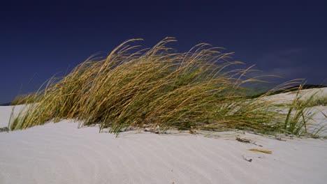 Grass-growing-on-a-white-sand-dune-close-to-the-windy-coast-of-sardinia,-Italy