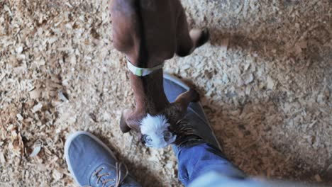 Top-down-view-of-baby-goat-nibbling-on-man's-shoelaces