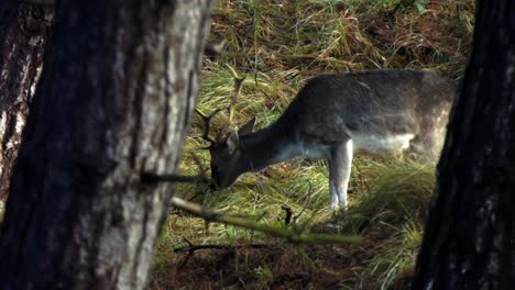 Young-male-fallow-deer-behind-trees-grazes-in-the-forest