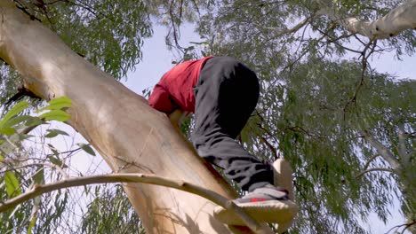 Low-view-of-caucasian-boy-climbing-on-big-branch-of-eucalyptus-tree