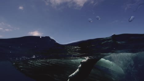 Junger-Buckelwal-Spielt-In-Klarem-Wasser-Rund-Um-Die-Insel-Tahiti,-Südpazifik,-Französisch-polynesien