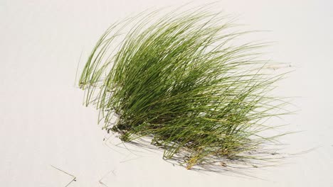 Grünes-Gras-Wächst-Auf-Einer-Weißen-Sanddüne-Nahe-Der-Windigen-Küste-Sardiniens,-Italien