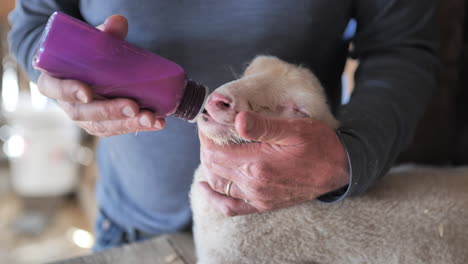 Close-up-of-man-feeding-sick-lamb-from-bottle-at-rural-farm