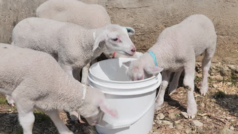 Group-of-four-lambs-taking-turns-drinking-from-white-bucket