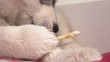 Young-Siberian-Husky-Eating-A-dog-Treat-Indoors-Close-Up-Slowmotion