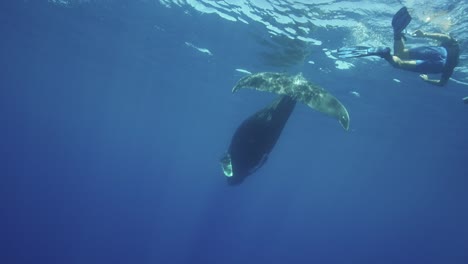 Junger-Buckelwal-Mit-Schwimmern-In-Klarem-Wasser-Rund-Um-Die-Insel-Tahiti,-Südpazifik,-Französisch-polynesien