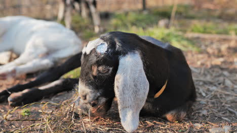 Black-baby-goat-lying-in-shade,-nibbling-on-small-clump-of-grass-and-rope