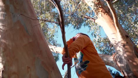 Caucasian-boy-climbing-on-the-branch-,-of-big-eucalyptus-tree