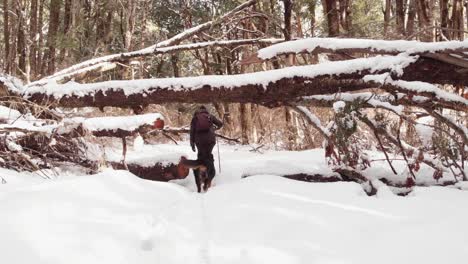 Woman-walking-with-her-dog-in-the-snow,-in-a-forest-they-pass-a-fallen-tree