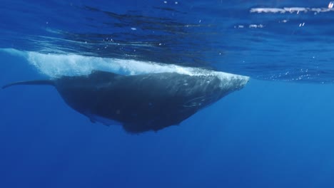 Young-humpback-whales-calf-plays-in-clear-water-of-the-pacific-ocean--slow-motion-shot