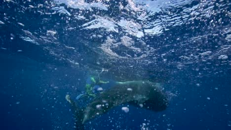 Fluke-Eines-Jungen-Buckelwals-In-Zeitlupe-In-Klarem-Wasser-Rund-Um-Die-Insel-Tahiti,-Südpazifik,-Französisch-Polynesien