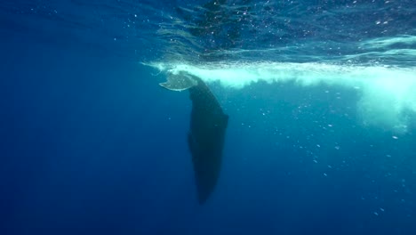 Young-humpback-whale-playing-in-clear-water-around-the-island-of-Tahiti,-south-Pacific,-French-Polynesia