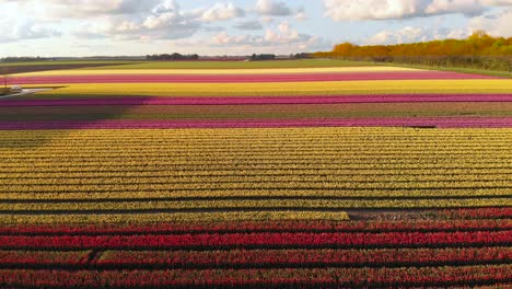 Aerial:-beautiful-rows-of-tulip-fields-in-Netherlands-countryside,-4k-landscape