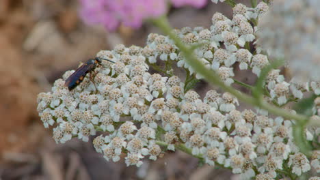 Wasp-on-a-flower-in-the-summer,-Eastern-United-States