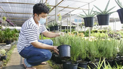 A-squatting-masked-asian-man-examines-plants-in-pots-at-a-garden-center-with-a-plastic-roof-in-bright-light
