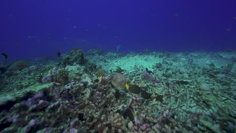 Die-Kamera-Folgt-Einem-Frei-Schwimmenden-Giftigen-Steinfisch-über-Einem-Tropischen-Korallenriff