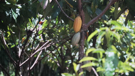 Vainas-De-Semillas-Que-Crecen-En-El-árbol-De-Cacao-En-Hawaii