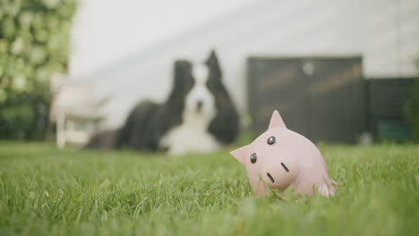close-upt-shot-of-a-dog-lying-in-the-garden,-toy-pig-in-the-foreground-in-the-grass