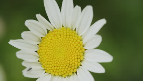 Extreme-close-up-shot-of-the-blossom-of-a-marguerite-flower-growing-in-a-garden