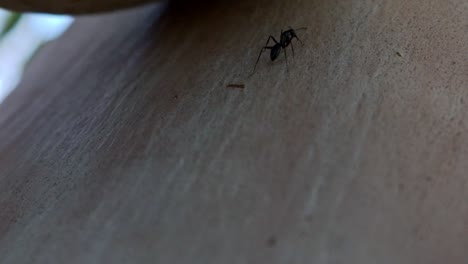 Close-up-macro-shot-of-black-ant,-walking-on-a-big-tree-branch,-stepped-and-pulverised-by-kid's-shoe