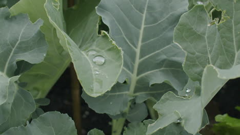 Close-up-shot-of-a-broccoli-plant-growing-in-a-raised-bed