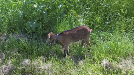 Handheld-shot-of-brown-goat-feeding-in-weeds-on-sunny-day