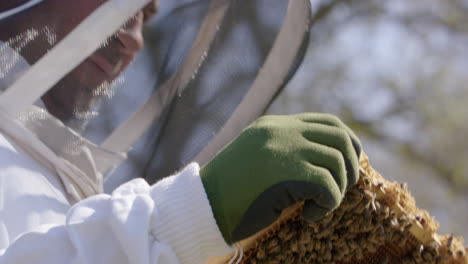 BEEKEEPING---Beekeeper-carefully-inspects-a-beehive-frame-in-an-apiary,-close-up