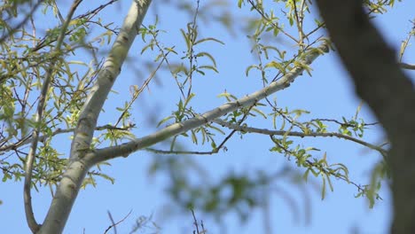 Spotted-Woodpecker-with-insects-in-its-beak-on-a-tree-branch