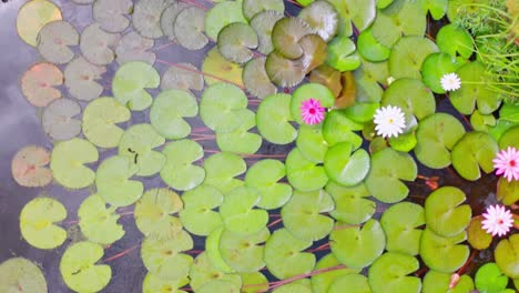 Aerial-top-down-of-many-water-lilies-swimming-on-water-surface-of-jungle-lake