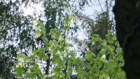 Mittelweite-Aufnahme-Eines-Baumes-Mit-Grünen-Blättern,-Die-Sich-Im-Wind-In-Einem-Dunklen,-Immergrünen-Wald-Bewegen