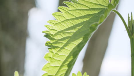 Close-up-shot-of-a-stinging-nettle-leaf-moving-in-the-wind-on-a-sunny-spring-day