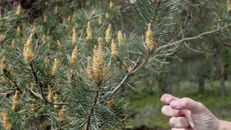 Much-pollen-is-released-into-the-air-by-peaking-your-finger-against-an-anther-of-a-Scots-pine