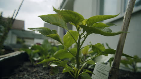 Wide-angle-close-up-shot-of-a-red-pepper-plant-growing-in-a-raised-bed