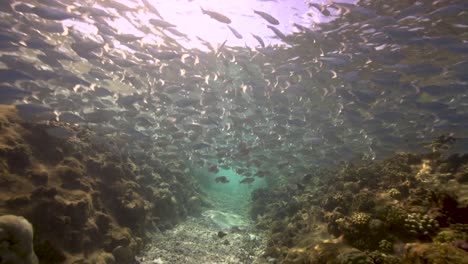 Schöne-Szenische-Hintergrundbeleuchtung-Aufnahme-Einer-Fischschule,-Die-Im-Seichten-Wasser-Eines-Tropischen-Korallenriffs-Ruht