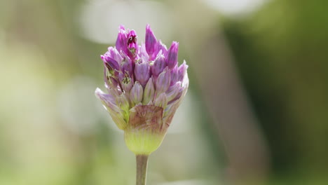 Macro-side-view-shot-of-a-purple-leek-flower-moving-in-the-wind