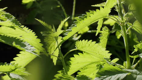 Close-up-slow-motion-shot-of-nettle-plants-moving-in-the-wind