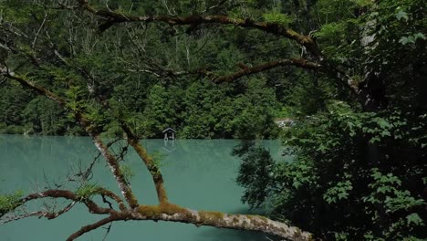 Drone-flies-through-a-tree-that-stands-on-a-beautiful-blue-mountain-lake