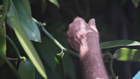 Close-up-shot-of-farmer's-hands-pollinating-vanilla-plant-blossom-in-Hawaii