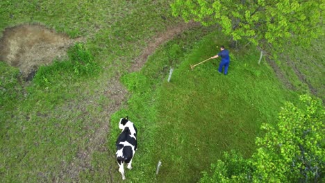 Dairy-Cattle-Grazing-On-The-Greenland-And-A-Farmer-Scraping-The-Grass-With-A-Rake-In-Slovenia