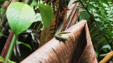 Two-green-geckos-sitting-on-dry-leaf-in-jungle-and-staring-each-other,closeup