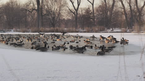 Static-shot-of-Canadian-geese-flock-gathering-on-frozen-lake