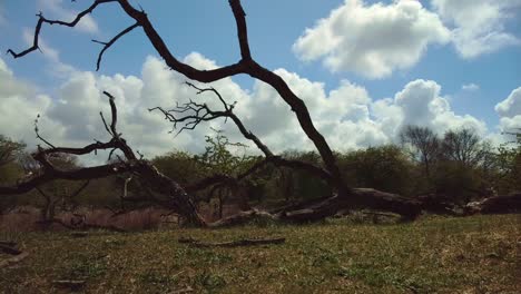 Umgestürzter-Toter-Baum-Kontrastiert-Dunkel-Mit-Dem-Blauen-Himmel-Mit-Schnell-Vorbeiziehenden-Wolken,-Zeitraffer
