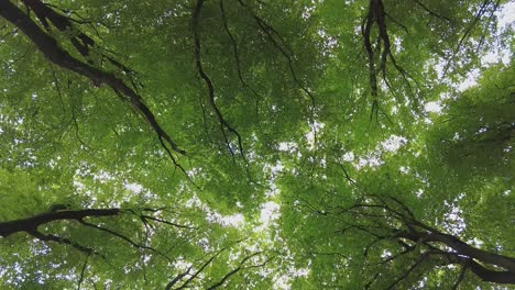 Looking-up-during-a-walk-in-a-forest-with-young-fresh-green-leaves-on-the-trees-in-the-spring