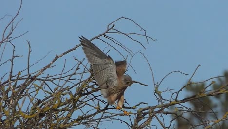 Kestrel-in-a-tree-moves-with-spread-wings-to-another-branch,-slow-motion