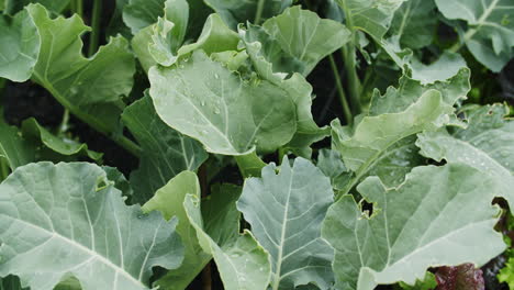 Medium-close-up-shot-of-broccoli-and-salad-plants-growing-in-a-raised-bed