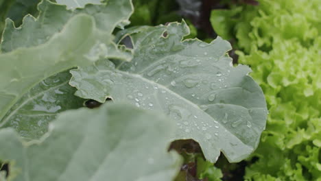 Slow-motion-close-up-shot-of-a-broccoli-plant-moving-in-the-wind