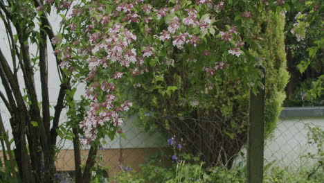 Weitwinkelaufnahme-Eines-Kleinen-Baumes-Mit-Violetten-Blüten,-Die-Sich-Im-Wind-Bewegen