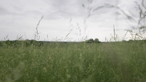 Slow,-low-angle-push-in-through-tall-grass-in-large,-empty-field